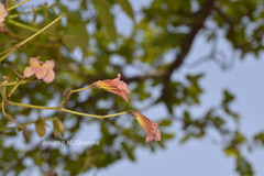 Stereospermum suaveolens